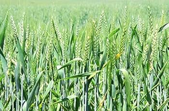 Wheat (गेंहूँ)